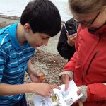 High school student with Anna Farrell working on the Green Crab Census on MDI – 2016