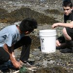 High school students working on Green Crab Census on MDI – 2016
