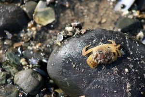 Close-up of an invasive green crab.