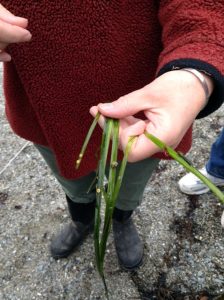 Dr. Jane Disney showing a few strands of eelgrass: eelgrass beds are a vital habitat for a variety of marine organisms, including larval lobsters, mussels and crabs.